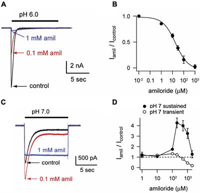 Paradoxical Potentiation of Acid-Sensing Ion Channel 3 (ASIC3) by Amiloride via Multiple Mechanisms and Sites Within the Channel